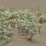 Garden Oasis - Mini plants growing on smooth soil in sandbox