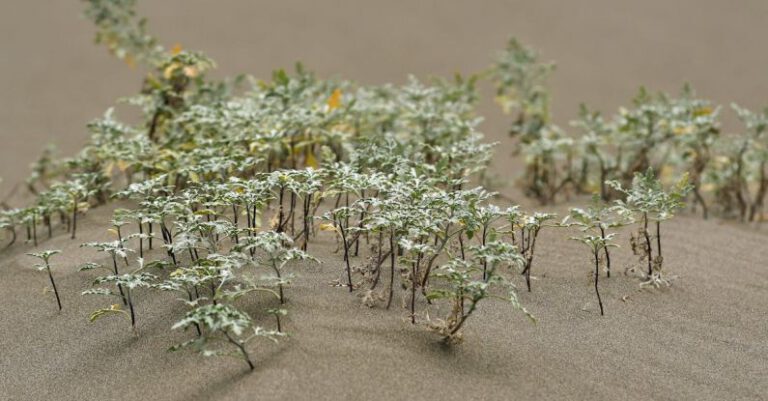 Garden Oasis - Mini plants growing on smooth soil in sandbox